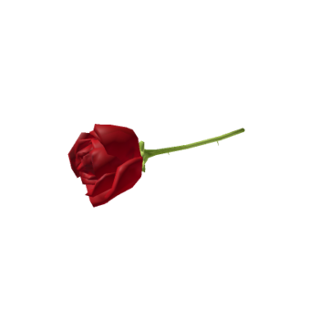 Rose latine
