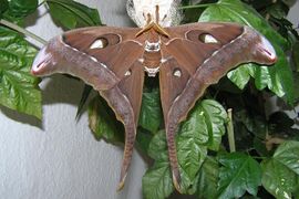 Papillon de soie du chêne