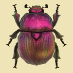 Escarabajo pelotero que perfora la tierra