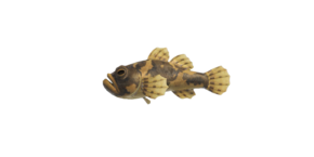 River goby