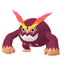 Darumaka