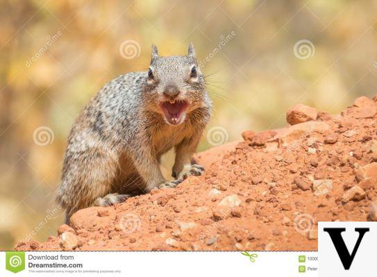 Écureuil d'attaque en colère