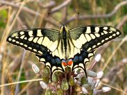 Papillon tigre