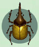 Hercules Horned Beetle