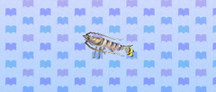 camarão tigre
