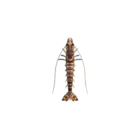 camarão tigre