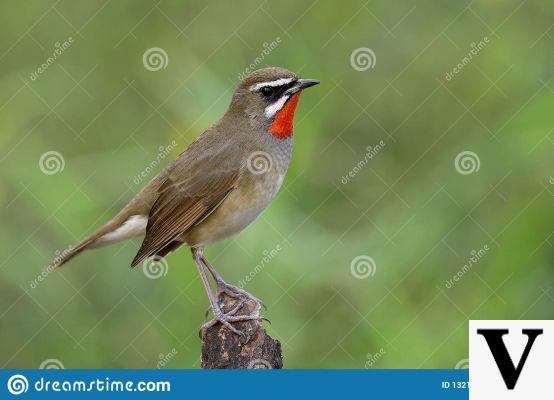 Pájaro del campesino sureño