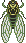 Common Cicada