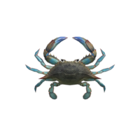 Crabe Gazami