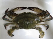 Crabe Gazami