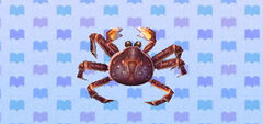 Crabe royal rouge