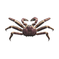 Crabe royal rouge