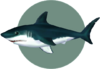 Grande tubarão branco