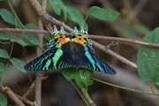 Mariposa-do-sol de Madagascar