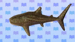 Requin baleine