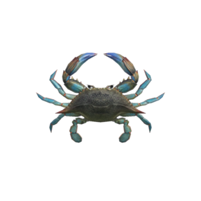 Gazami crab