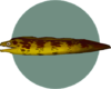 Anguila morena