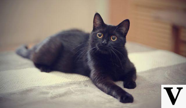 Adoptame gatito negro