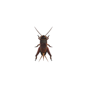 Common cricket