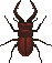 Moose beetle