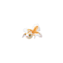 Goldeen