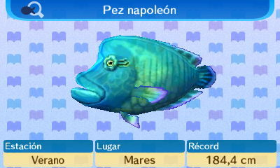 Napoleon fish