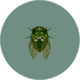 Insectes (City Folk)