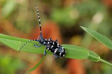 Escarabajo cítrico de cuernos largos