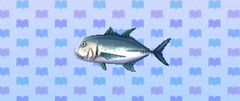 Trevally gigante