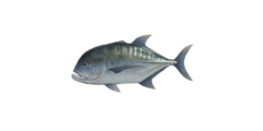 Trevally gigante