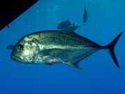 Trevally gigante