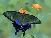 Borboleta pavão