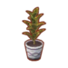 Plantas (Pocket Camp)