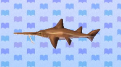 Requin scie