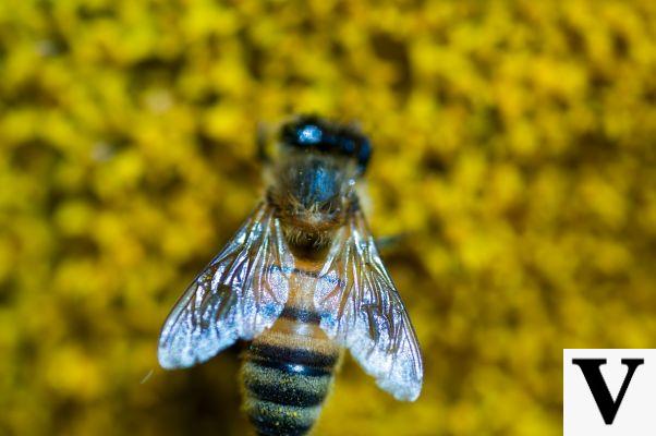 Alas de abeja