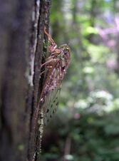 Cigarra vespertina