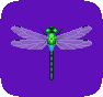 Libellule Darner