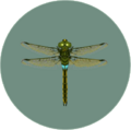 Libellule Darner