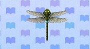 Libellule Darner