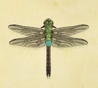 Libellule Darner