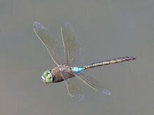 Libélula Darner