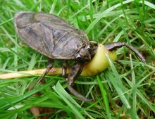 Insecto de agua gigante