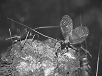 Cloche de cricket