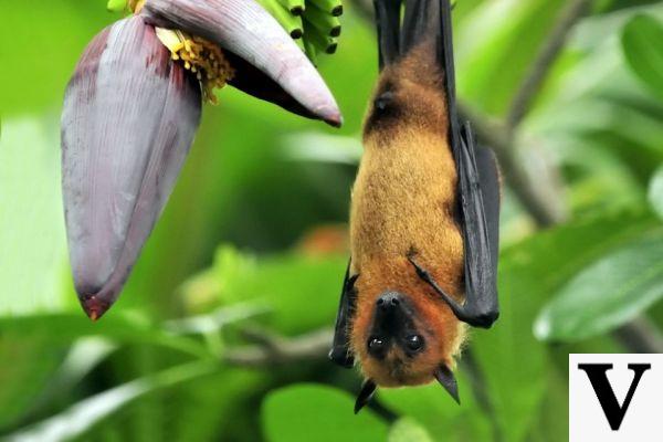 Morcego Comores